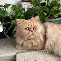 واگذاری گربه پرشین