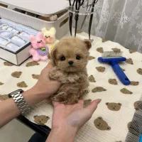 پودل عروسکی|سگ|تهران, سردارجنگل|دیوار