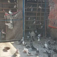 کبوتر پرش سنگین وچندجفت دهن جور واقعی|پرنده|اصفهان, شهرک کوثر|دیوار