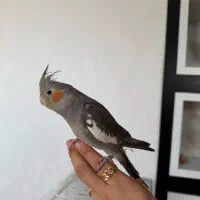 دوعدد عروس هلندی با وسیله کامل