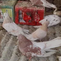 تعدادی کفتر بلند