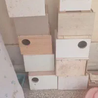 لانه عروس هلندی