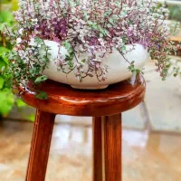 چمن کالیسیا(برگ بیدی مینیاتور)|گل و گیاه طبیعی|کرج, شهرک احمدیه‎|دیوار