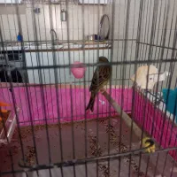 قناری مست دهن سره وقناری