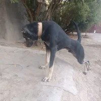 سگ دوبرمن|سگ|گیلان غرب, |دیوار