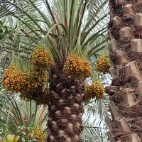 خارک دزفول درشت عمده خرده