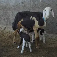 میش و بره دوقلوزا پلنگی