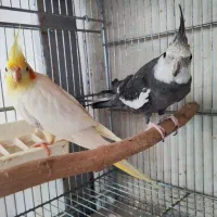 ۳ جفت عروس هلندی مولد بشرط