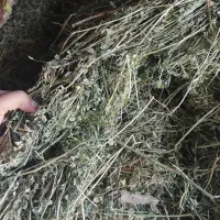 یونجه|لوازم جانبی حیوانات|راز وجرگلان, |دیوار