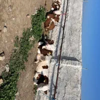 خریدوفروش گوساله