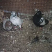 کبوترسینهسیاهفروشی