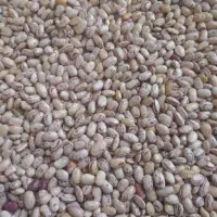 فوری لوبیا چیتی (پاکرده) ببین بعد ببر|خوردنی و آشامیدنی|نجف‌آباد, شهدای غربی|دیوار