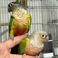 فروش وخریدارطوطی کاسکوملنگوشاه طوطی لوری عروس فنچ|پرنده|تهران, اتابک|دیوار
