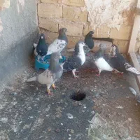 کبوتر کفتر رنگه