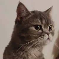 گربه اسکاتیش ماده