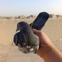 کفتر