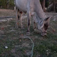 گاو ماده پاکستانی با گوساله نر (نیکشهر)
