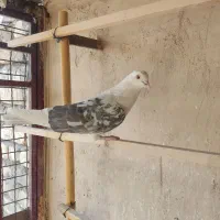 کبوتر شاهین شهر|پرنده|شاهینشهر, حاجی آباد|دیوار