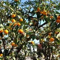 نارنگی|خوردنی و آشامیدنی|قائم‌شهر, |دیوار