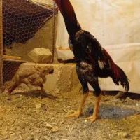 خروس اوشامو