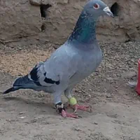 کبوتر