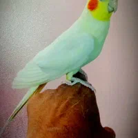 جوجه عروس - جفتی - دستی|پرنده|مشهد, ایثار|دیوار