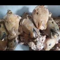 انواع کله پاچه خام و پخته با قیمت مناسب