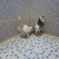 انواع کبوتر|پرنده|دهدشت, |دیوار