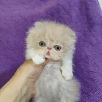 بچه گربه پرشین اگزوتیک مینیاتوری|گربه|تهران, چیتگر جنوبی|دیوار