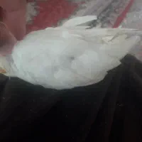 عروس هلندی طلایی