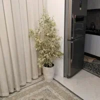 گل مانسترا