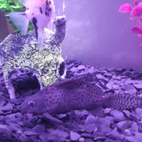 کت فیش|ماهی|چهاردانگه (تهران), |دیوار