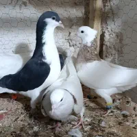 4تا رنگه 4تا آلمانی جوانه