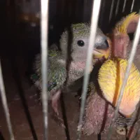 جوجه طوطی برزیلی سرلاکی