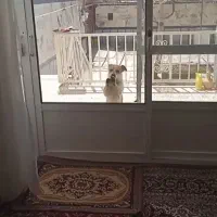 سگ پاپی بازیگوش