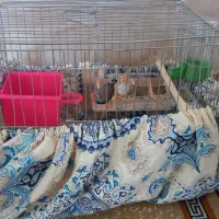 دوتا فنج نر و ماده