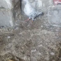 کبوتر پلاکی