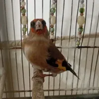 سهره کرمانی ماده|پرنده|صباشهر, |دیوار