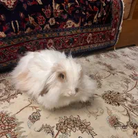 خرگوش واگذاری