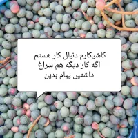 بنه عکس دوم|حراج|خاش, |دیوار