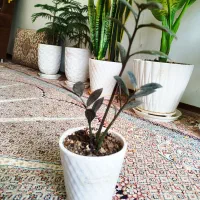 گل و گلدان