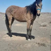 کره اسب مادیان