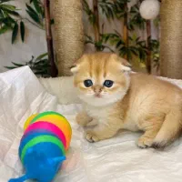 گربه گرید بالا