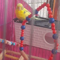 مرغ عشق زیبا