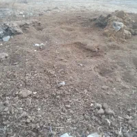 کود دامی گاو