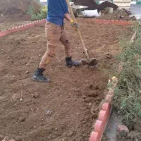 حیوانی کود گوسفندی.