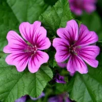 فروش تعدادی قفسه/ وسایل عطاری و... مناسب کسب وکار