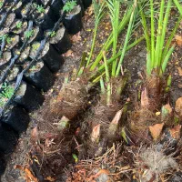 درخت نخل|گل و گیاه طبیعی|میناب, |دیوار