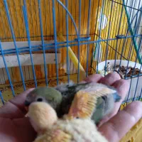 جوجه طوطی برزیلی|پرنده|سنندج, |دیوار