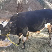 یک عددگاونربرافروش|حیوانات مزرعه|فهرج, |دیوار